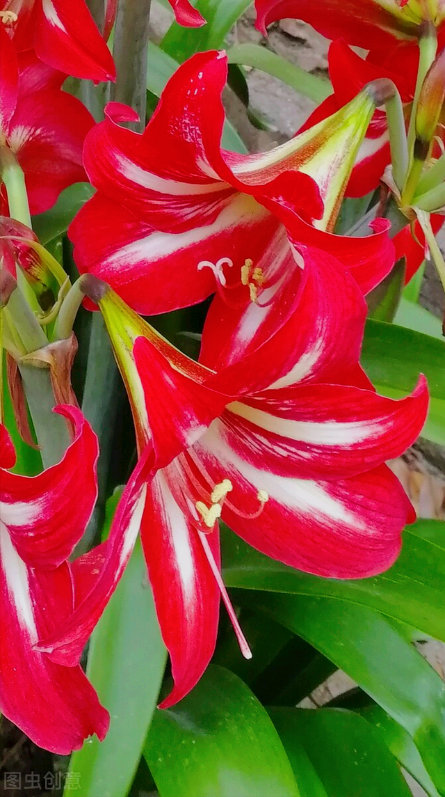 什么是石竹梅花，一花一欢喜