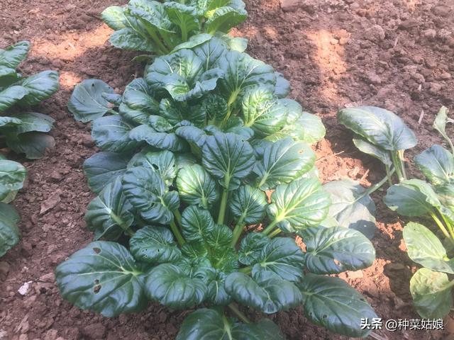 秋天适合种什么蔬菜，适合秋天种植的菜（除了白菜萝卜还能种哪些）