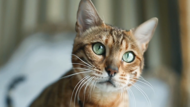 人眼是什么结构，人眼的主要结构（究竟如何进化而来的）