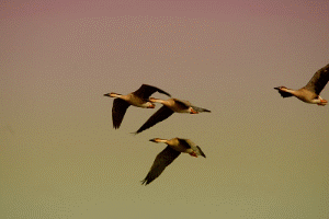 大雁和鹅的区别，大雁和鹅的区别是什么（鹅的真实面貌超出大家的想象）