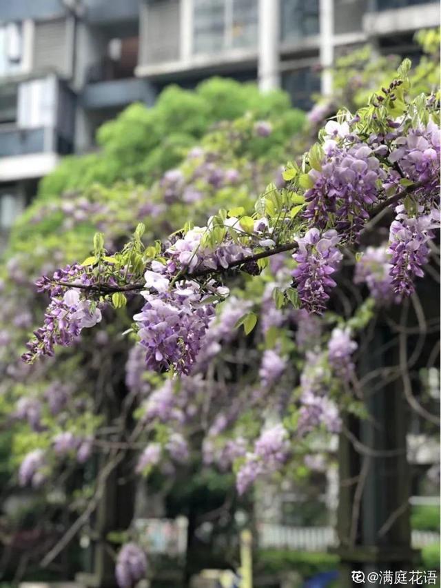 长寿花花语象征与寓意，长寿花的寓意和象征意义（“寿命长”的10种花）