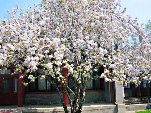 西府海棠图片，西府海棠～花苞胭脂点点（西府海棠）