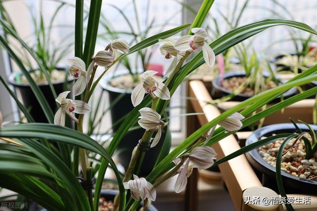 十大最香兰花品种，11种难得一见的名贵兰花