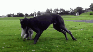 最凶猛的犬排名，最凶的狗十大排行榜（长得“显凶”的几种狗）