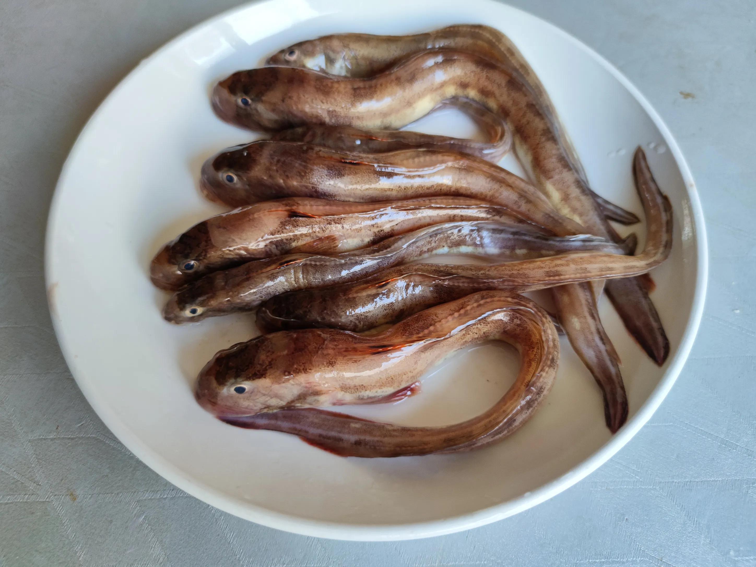 春天四种常见鲶鱼价格一览：不同品种每斤多少钱？市场行情与选购指南