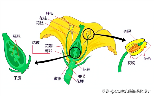 平行脉的主要分类，平行脉的叶子有哪些（超全植物形态图解——珍藏版）