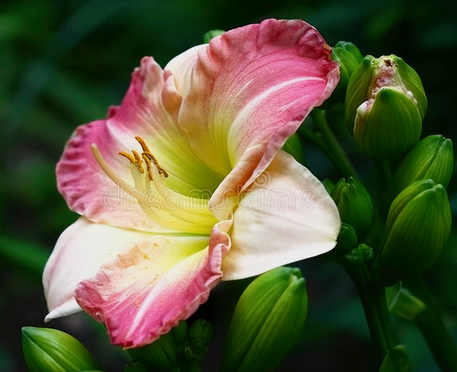 兰花花语心情的句子，兰花开了心情语（一花一世界）