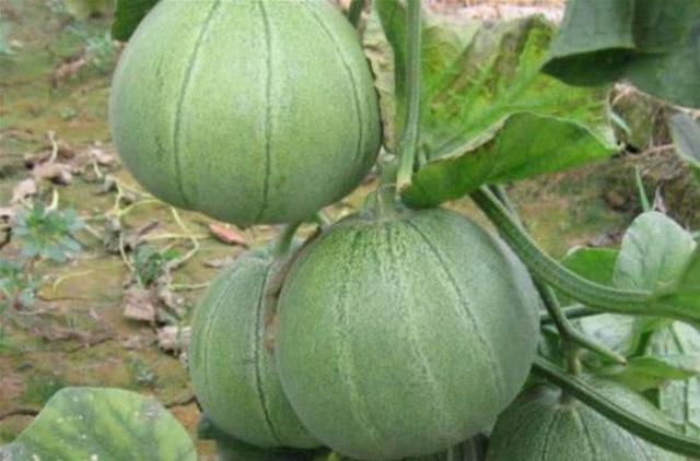 瓜车是什么意思，瓜子保卖车是什么意思（《卖瓜》谨以此献给我的父亲）