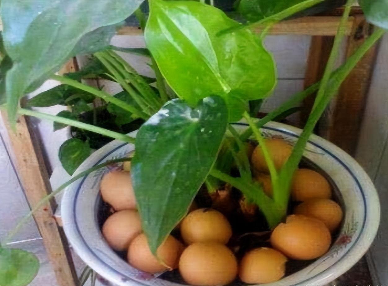 花肥用什么肥料好，养花用什么肥料（家里“5种”东西）