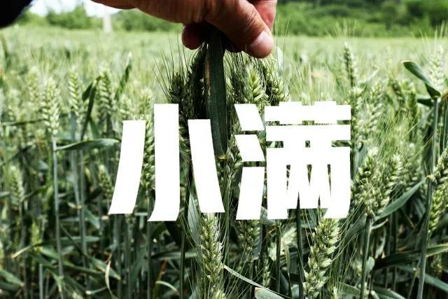 晴好是什么意思，一切安好便是晴天什么意思（天气预报：今日小满节）