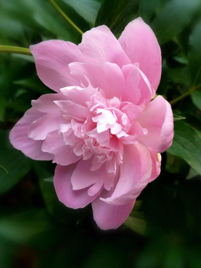 芍药花语，粉色芍药花——真诚不变（粉色芍药花语）