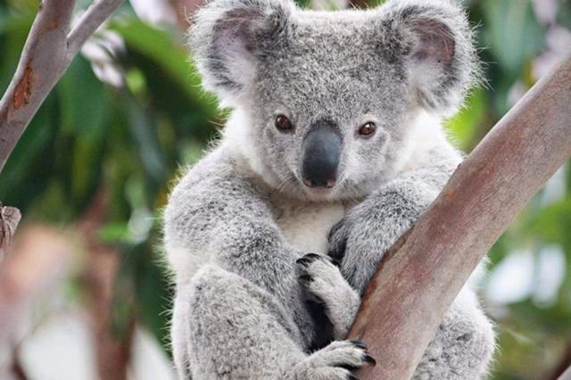 世界上最懒的动物，世界上唯一懒的动物（可7年不吃不喝不运动）