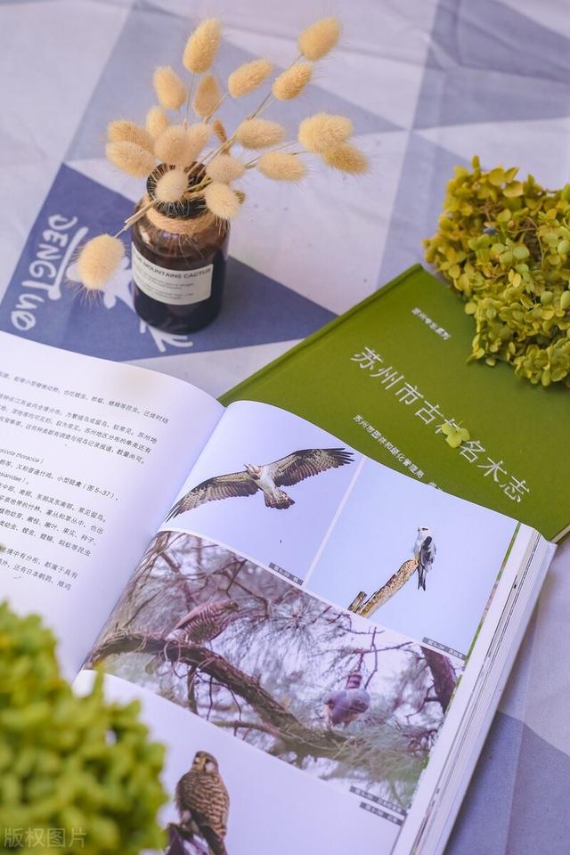 朋友的定义到底是什么，什么是朋友（为什么越幼稚朋友越多）