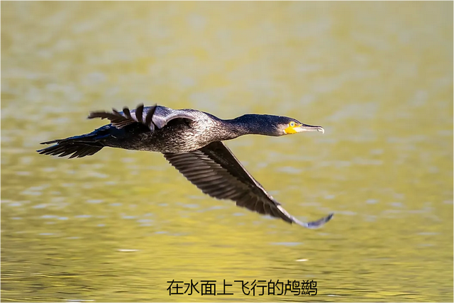 什么叫生物圈，什么是生物圈（了解生物圈的组成、影响因素和重要性）