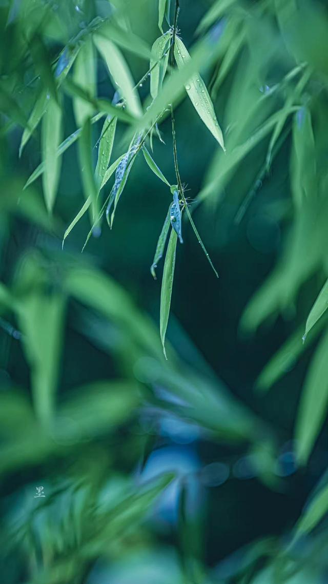 下雨的唯美诗句，描写下大雨的优美句子（四首唯美秋雨诗词）