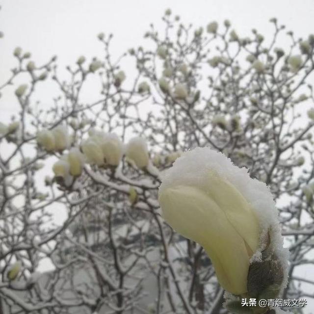 春天真美写一小段话，春天真美呀写句子（一场雪，让这里的春天真美）