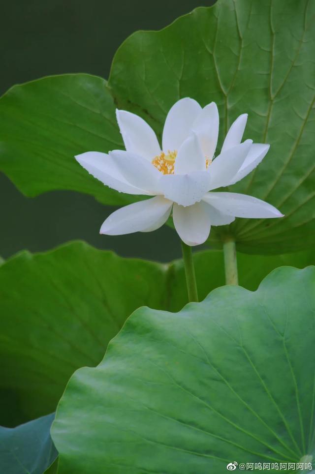 感恩相遇的句子，适合表达朋友相遇感恩的句子（佛说：感恩遇见，不负不欠）