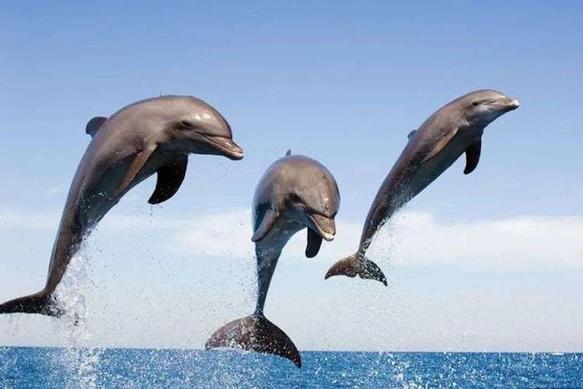 海豚是什么类动物，海豚算什么动物（吃饱后追求精神享受）