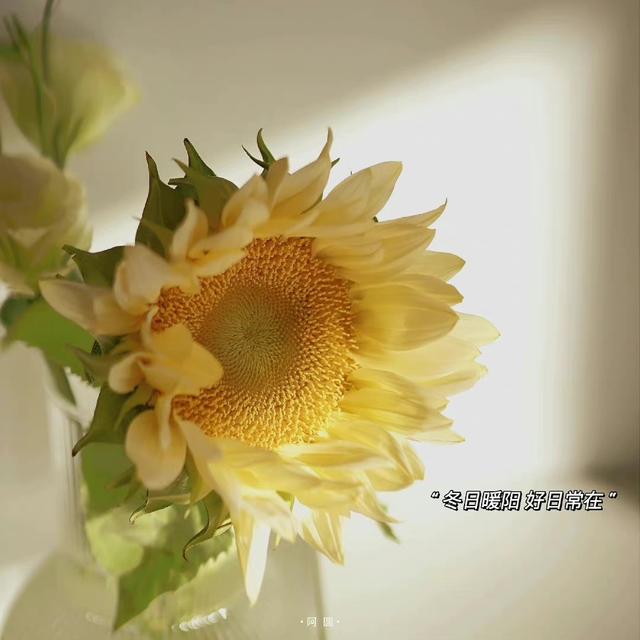 QQ/朋友圈背景图，qq朋友圈背景图怎么一直保存（温暖治愈冬日朋友圈背景图）