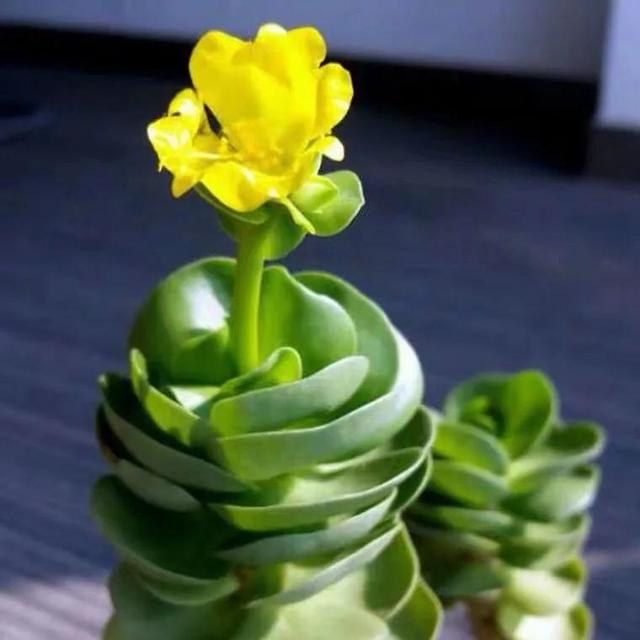 雷童的花语，雷童的寓意（多肉植物开黄色小花）