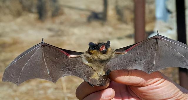 只有母蚊子才咬人，是真的吗，只有母蚊子才咬人（它叮咬你只是涂点痒痒粉）