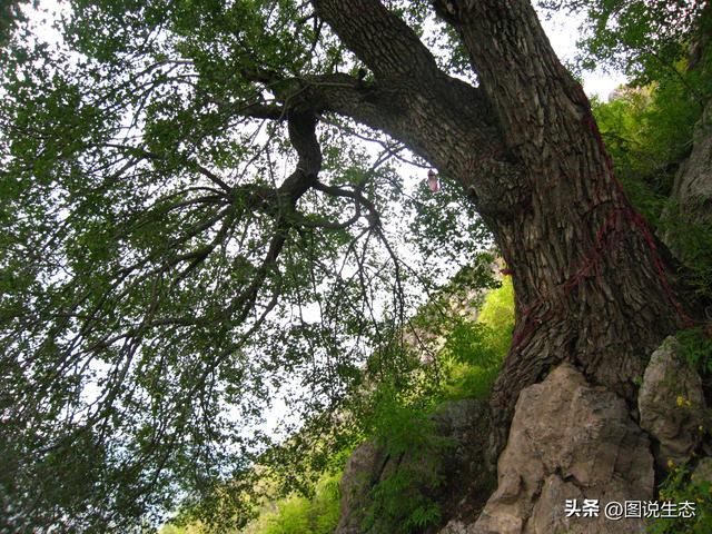 五角枫树适合什么地方种植，五角枫适合哪里种植（最大的1000年在河北阜平）