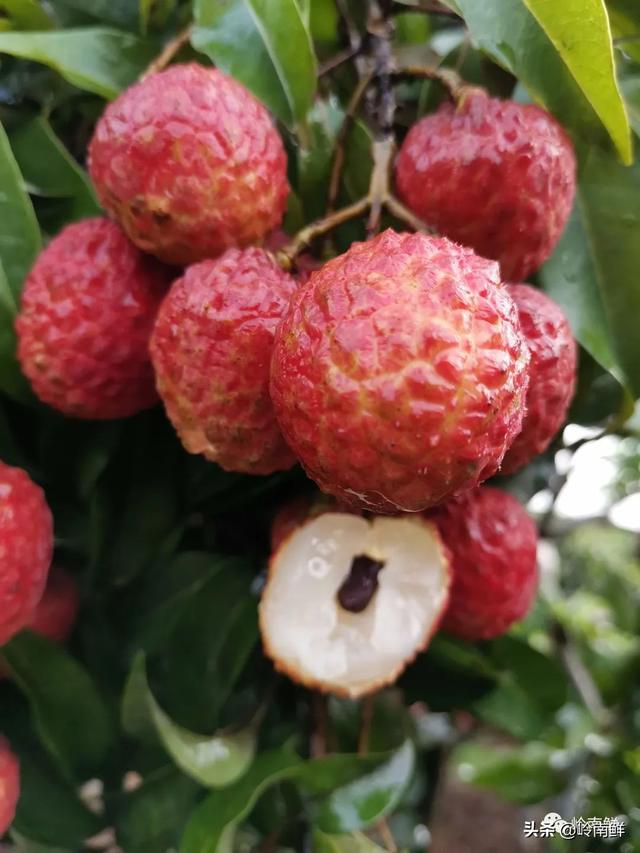 荔枝图序原文，荔枝图序原文及拼音朗读（中国最好吃的荔枝在哪里）