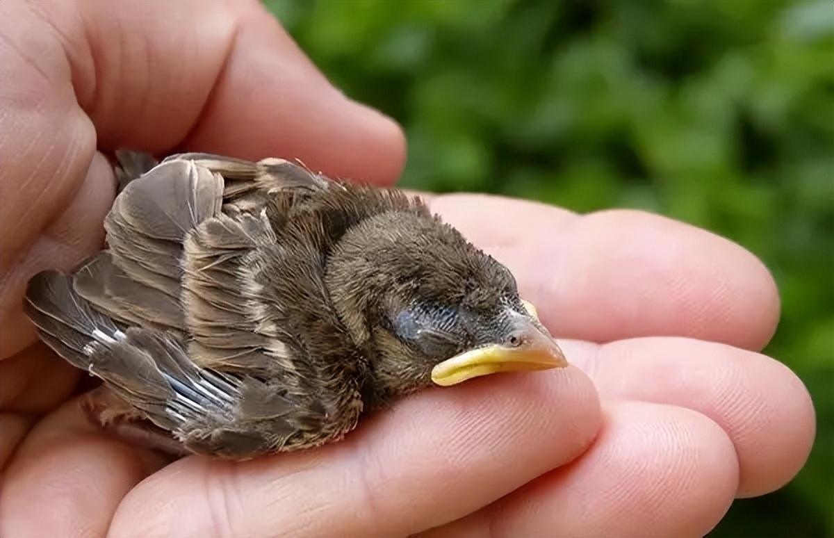 麻雀为何养不活?