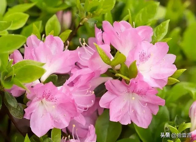 男孩子喜欢你的表现，男生喜欢你的种种表现（才会有的四个“反常”表现）