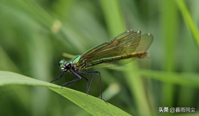 地下森林里有哪些种类的植物和动物，地下森林里有哪些种类的植物和动物图片（12种最常见的可食用昆虫以及荒野生存中食用昆虫的安全提示）