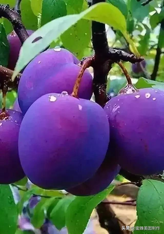 四个季节各有什么水果和蔬菜，四个季节各有什么水果和蔬菜和水果（60张水果蔬菜壁纸美图）