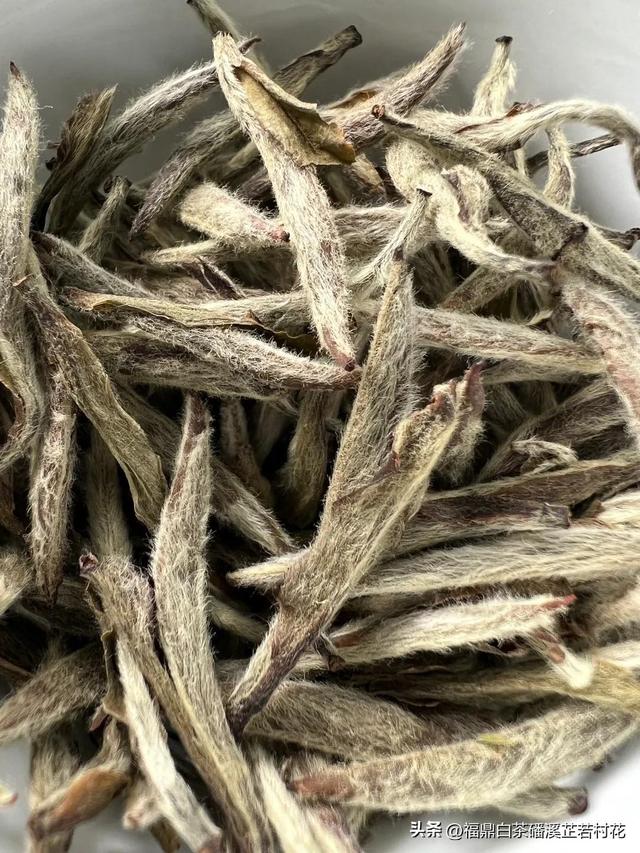 福鼎白茶产区磻溪，带你了解白茶优质产区，磻溪镇