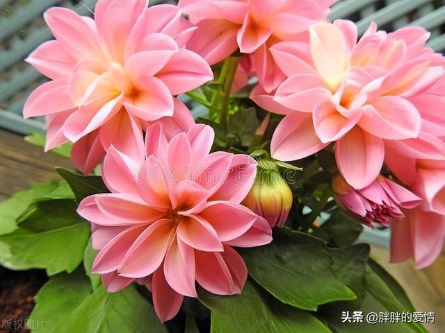 不为失败找借口，只为成功找方法（一种不懈追求；莫找借口失败）