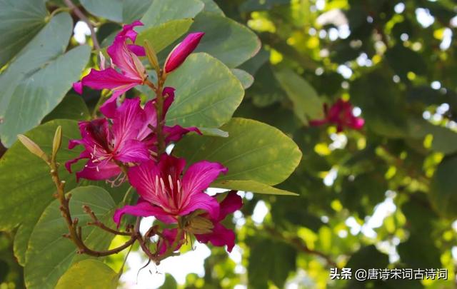 紫荆花的象征意义，紫金花阅读理解答案紫荆花的象征意义（紫荆花开照眼明）