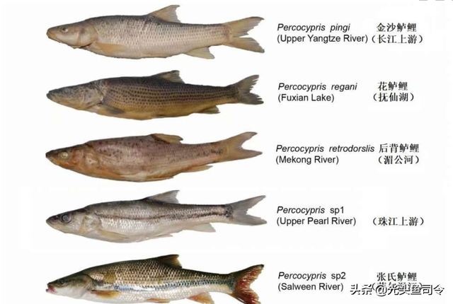 长江名贵鱼前十名，10大凶猛淡水鱼（我国保护的鱼类有87种）