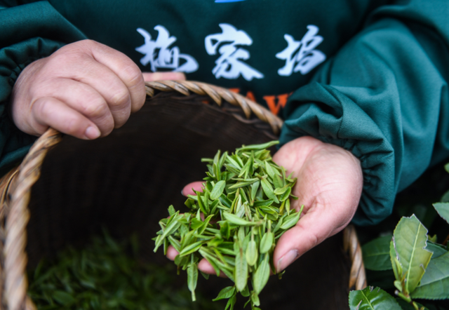 浙江盛产什么茶叶，当地人却偏爱3款“廉价茶”