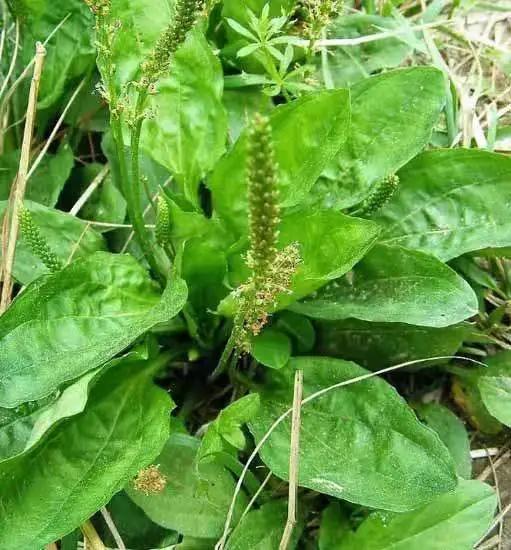 苤菜根是什么菜的根,菜根子叫什么菜(云南人见人爱的"重口味"野菜)