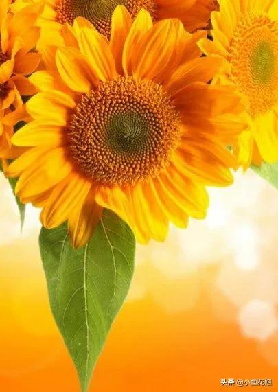 母亲节送什么花，母亲节送什么花最适合（能送给母亲的花不只是康乃馨）