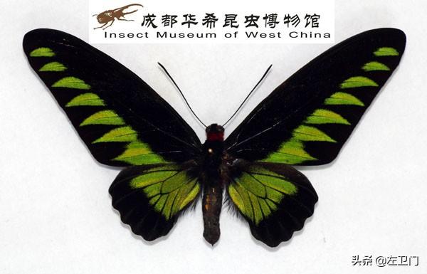 哥伦比亚国蝶)光明女神(秘鲁国蝶)翠叶红颈鸟翅凤蝶(马来西亚国蝶)