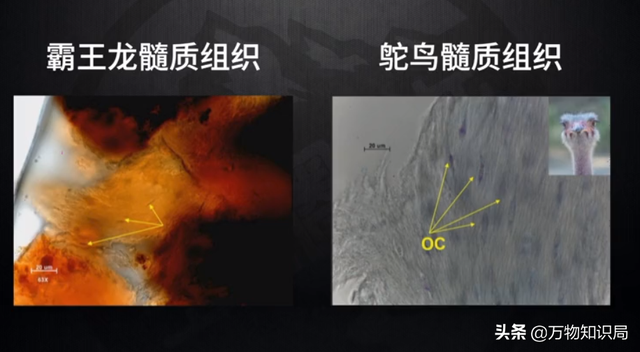 科学家用鸡的基因复活恐龙，鸡中霸王 鬼谷