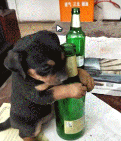 不如自挂东南枝（网友拼接的奇葩诗词）