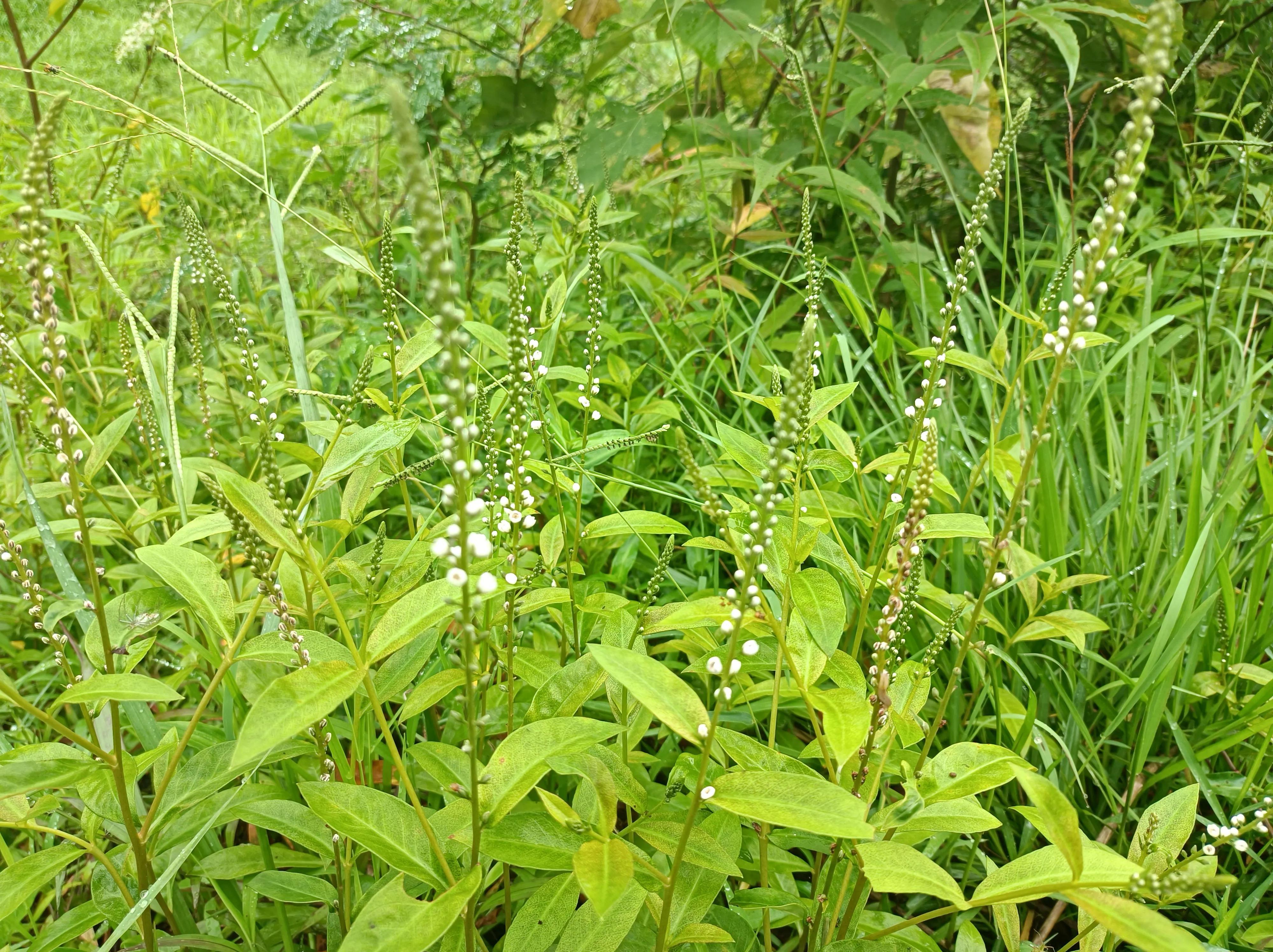 有趣的植物有哪些，农村的常见“红根草”（奇特的植物有哪些）