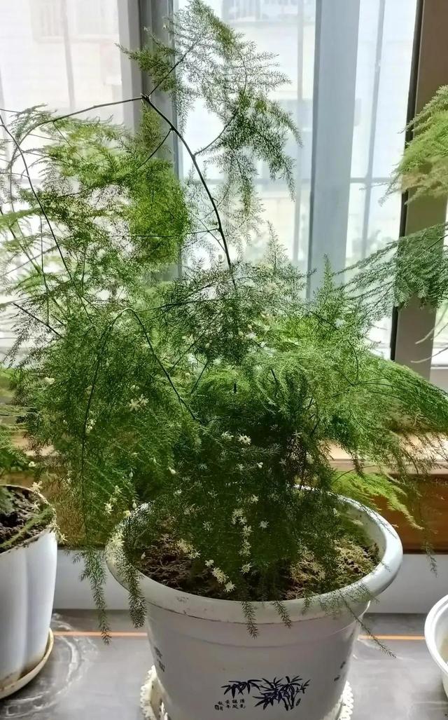 最适合家庭养殖的绿植花卉，家庭适合养殖的花卉植物（公认的10种“健康花”）