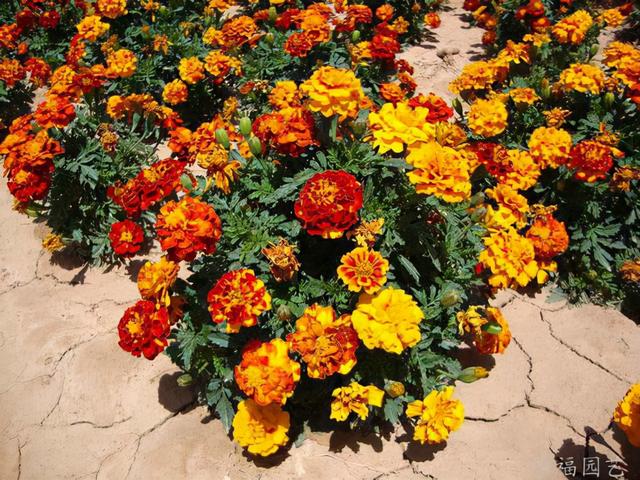 孔雀花语能让你开心！，孔雀草花花语（这种花卉叫孔雀草）