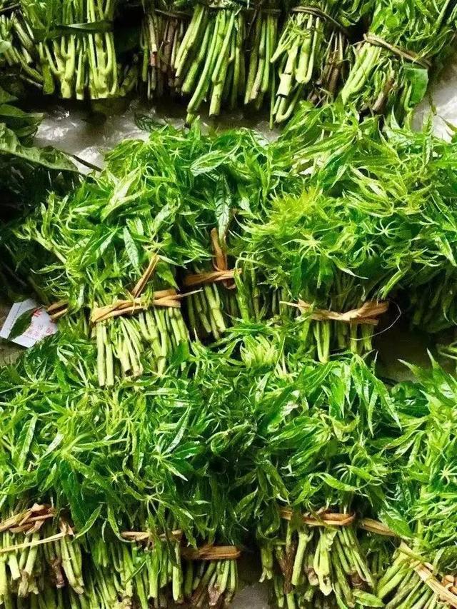 苤菜根是什么菜的根,菜根子叫什么菜(云南人见人爱的"重口味"野菜)