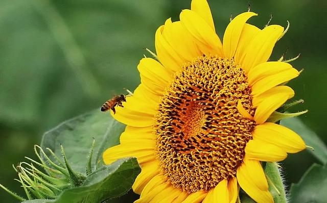 向日葵长什么样，向日葵的茎是什么样的（分享图片，生机勃勃的向日葵）