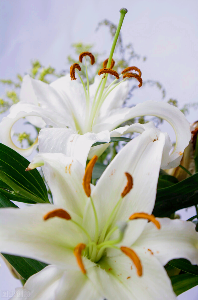 什么是石竹梅花，一花一欢喜