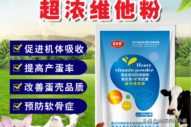 鸡为什么下软壳蛋，鸡下软蛋怎么办应该喂它什么（具体什么原因引起的呢）