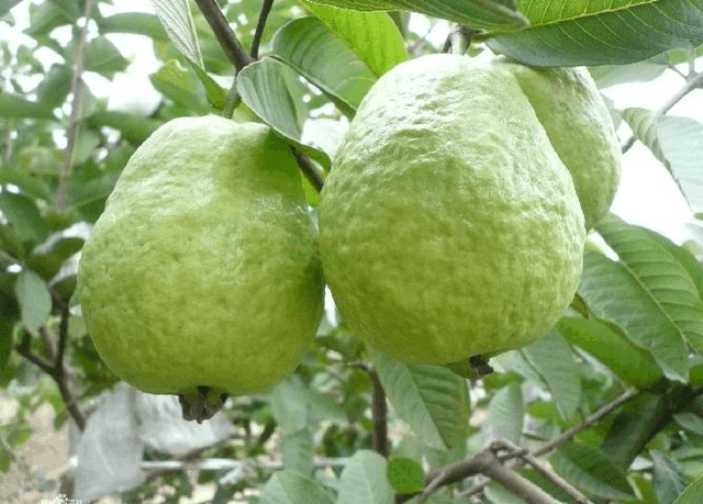 番石榴多少钱一斤，番石榴产地主要在哪个省（人称“鸡屎果”和“假石榴”）