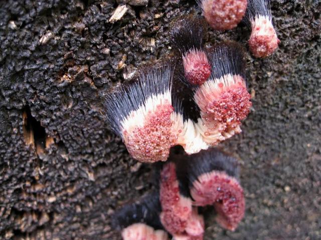 太岁是怎么形成的，化解太岁的三种方法（形成于4万年前、不是植物不是肉）